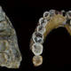 Mandibles of Homo erectus found in Sangiran.